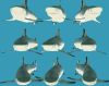SharkMark